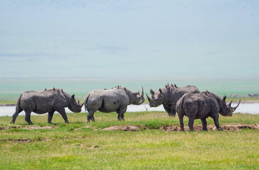 ngorongoro national park, ngorongoro conservation area, ngorongoro crater, safaris in tanzania from rwanda