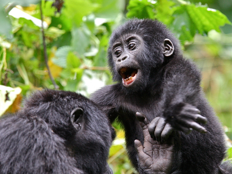 gorilla trekking in rwanda, rwanda gorilla tracking, mountain gorilla trekking in rwanda, gorillas in rwanda, gorillas rwanda safaris, gorilla safari tours, Ultimate Gorilla Trekking Experience in Rwanda, Gorilla Trekking Experience in Rwanda, Gorilla Adventures, gorilla adventures in rwanda, Best East African Safaris and Tours