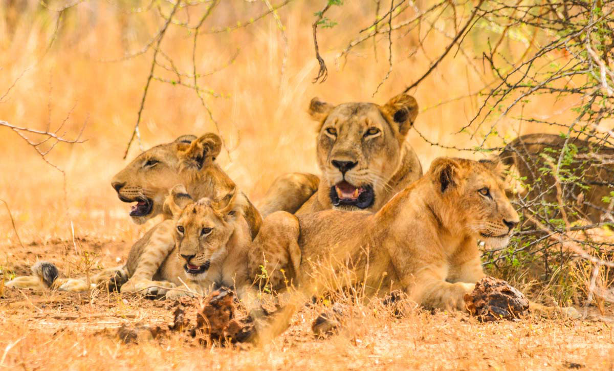 Best East African Safaris and Tours