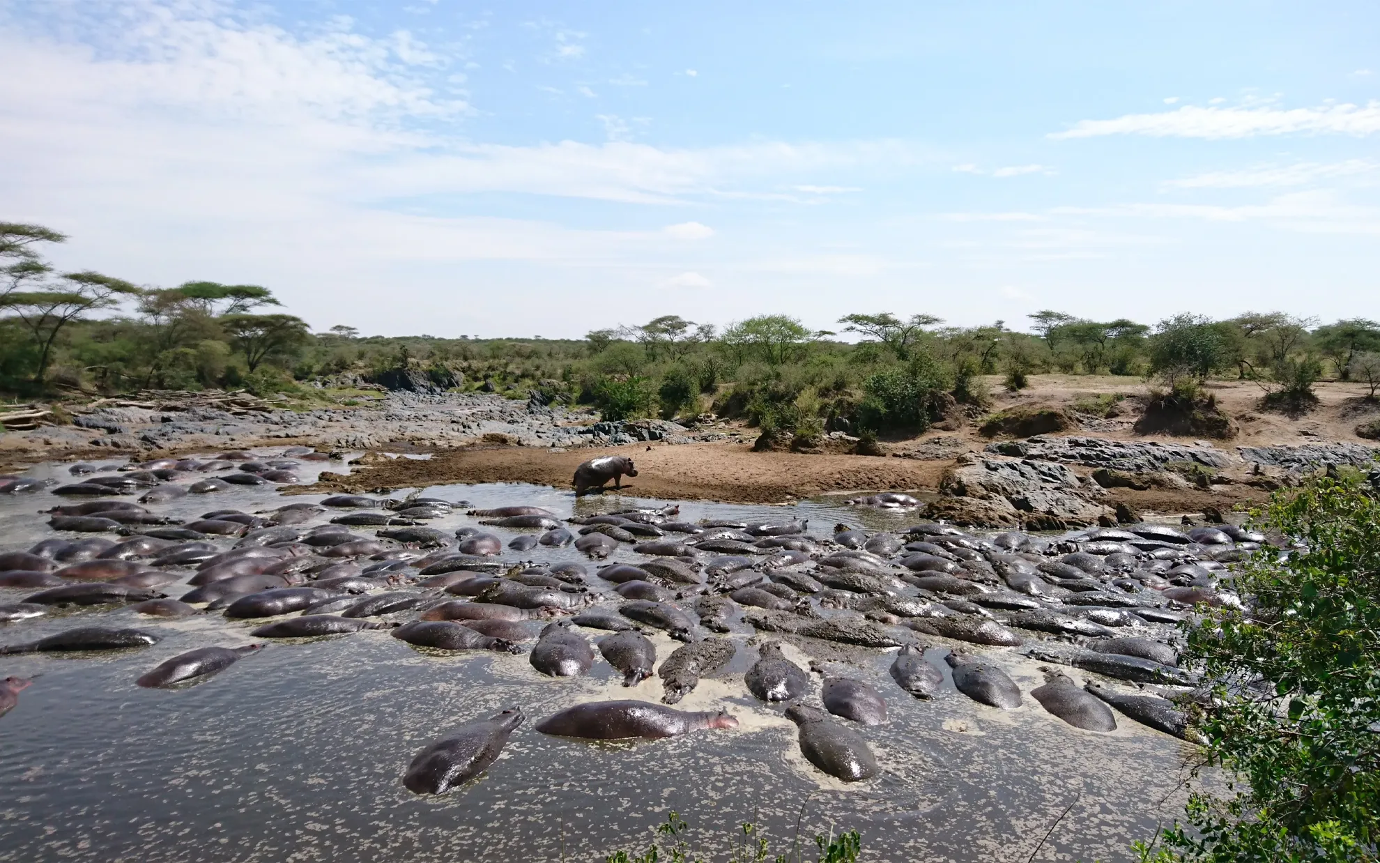 Serengeti National Park, serengeti hippo pool, hippo pool in serengeti