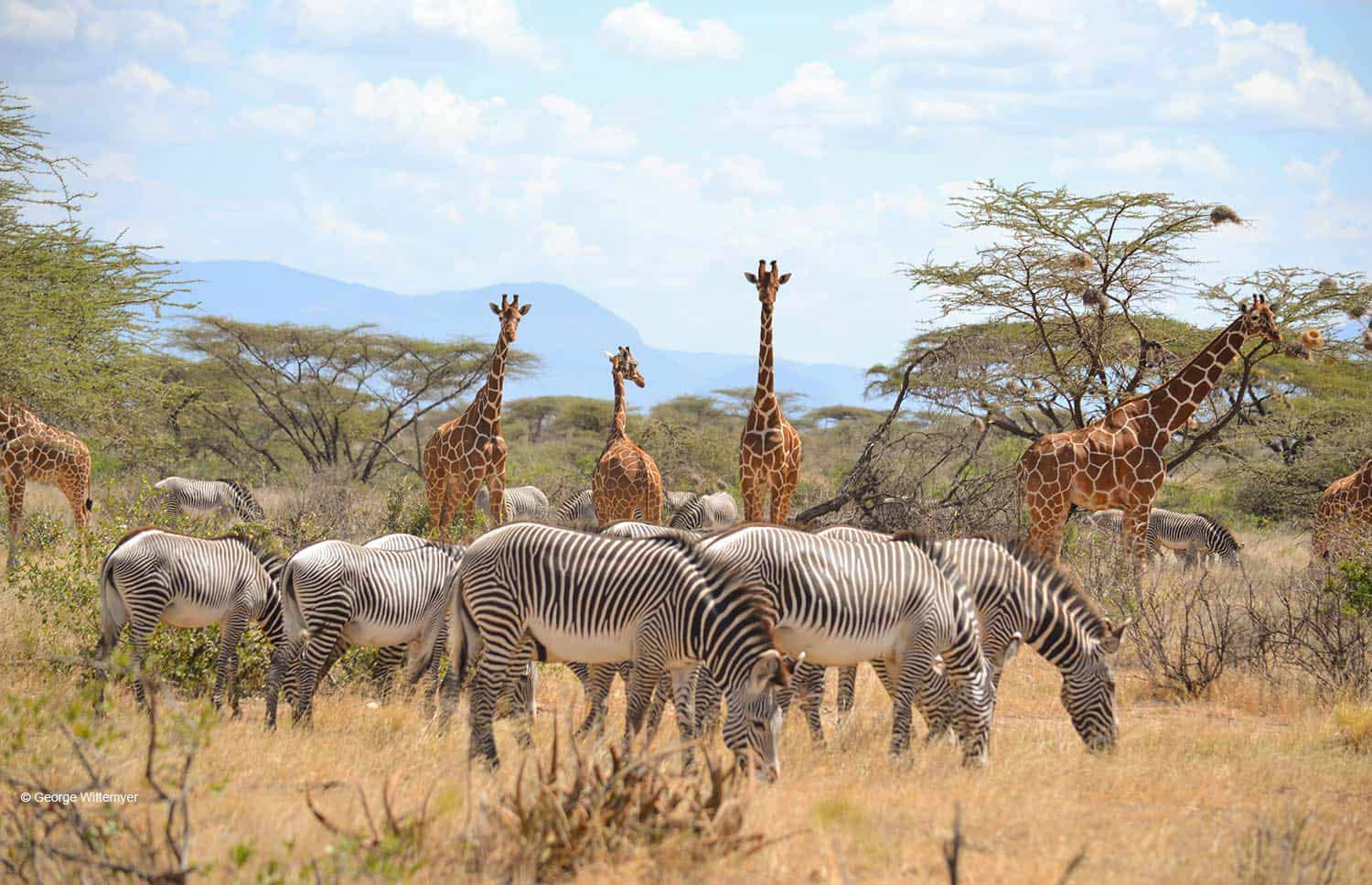 kenyan national parks, kenya's national parks, kenya national parks, national parks in kenya, national park in kenya, Kenya’s national park safaris and tours