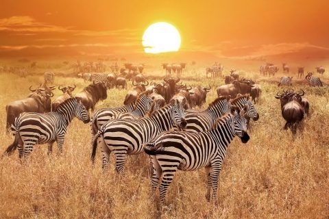 Serengeti National Park, the great migration, the great migration in tanzania, the great migration in kenya, great migration in maasai mara, great migration in serengeti, the great migration tanzania, the great migration kenya