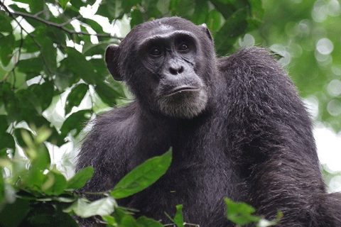 kyambura gorge, tracking chimpanzee in kyambura gorge, chimpanzees in kyambura gorge, kyambura gorge in uganda, chimp tracking in kyambura gorge, kyambura gorge price, accommodations near kyambura gorge, cyambura gorge, kyambura gorge tour, safari in kyambura gorge