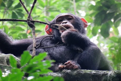 kyambura gorge, tracking chimpanzee in kyambura gorge, chimpanzees in kyambura gorge, kyambura gorge in uganda, chimp tracking in kyambura gorge, kyambura gorge price, accommodations near kyambura gorge, cyambura gorge, kyambura gorge tour, safari in kyambura gorge