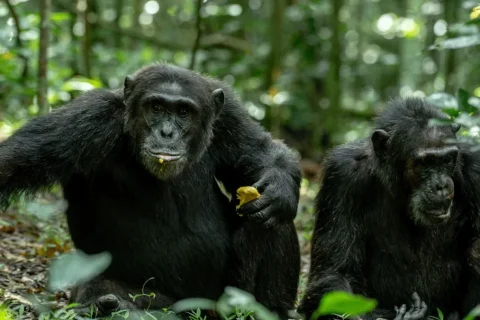 kyambura gorge, tracking chimpanzee in kyambura gorge, chimpanzees in kyambura gorge, kyambura gorge in uganda, chimp tracking in kyambura gorge, kyambura gorge price, accommodations near kyambura gorge, cyambura gorge, kyambura gorge tour, safari in kyambura gorge