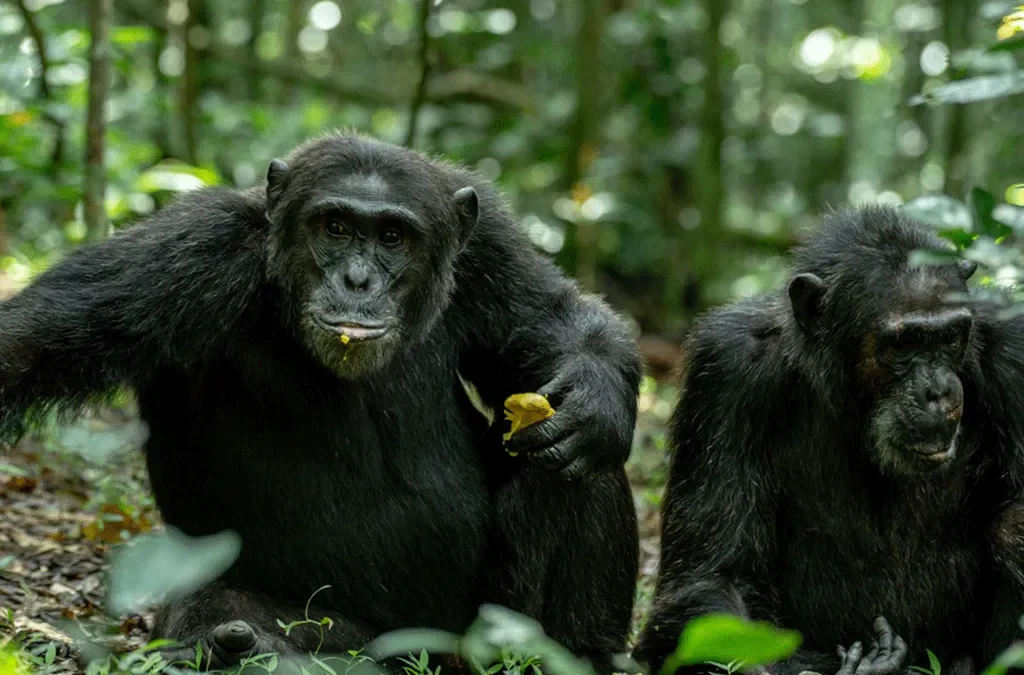 kyambura gorge, tracking chimpanzee in kyambura gorge, chimpanzees in kyambura gorge, kyambura gorge in uganda, chimp tracking in kyambura gorge, kyambura gorge price, accommodations near kyambura gorge, cyambura gorge, kyambura gorge tour, safari in kyambura gorge