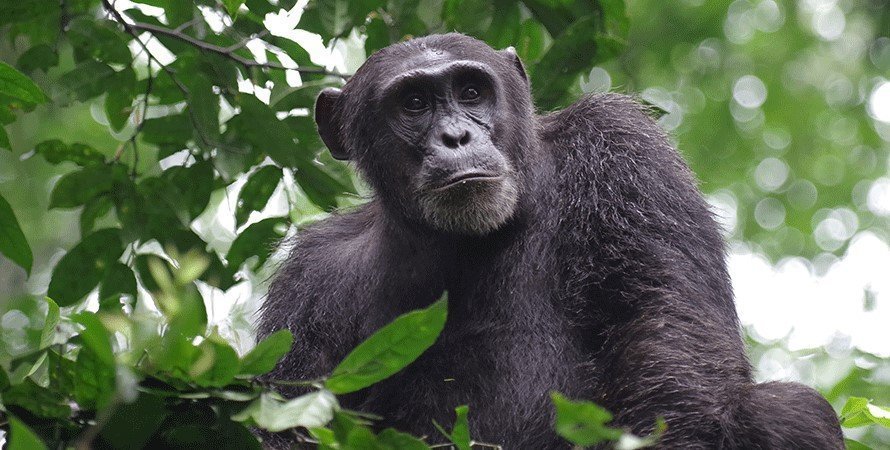 kyambura gorge, tracking chimpanzee in kyambura gorge, chimpanzees in kyambura gorge, kyambura gorge in uganda, chimp tracking in kyambura gorge, kyambura gorge price, accommodations near kyambura gorge, cyambura gorge, kyambura gorge tour, safari in kyambura gorge