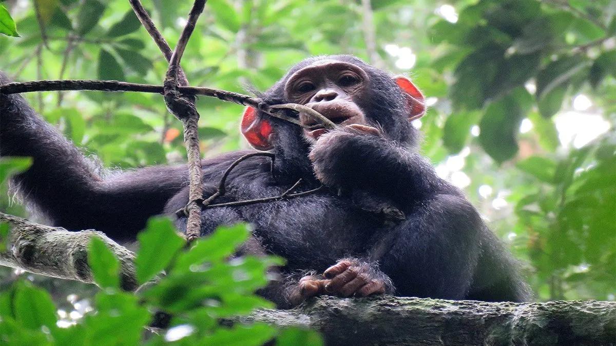 Rwanda Adventure Safaris, kyambura gorge, tracking chimpanzee in kyambura gorge, chimpanzees in kyambura gorge, kyambura gorge in uganda, chimp tracking in kyambura gorge, kyambura gorge price, accommodations near kyambura gorge, cyambura gorge, kyambura gorge tour, safari in kyambura gorge