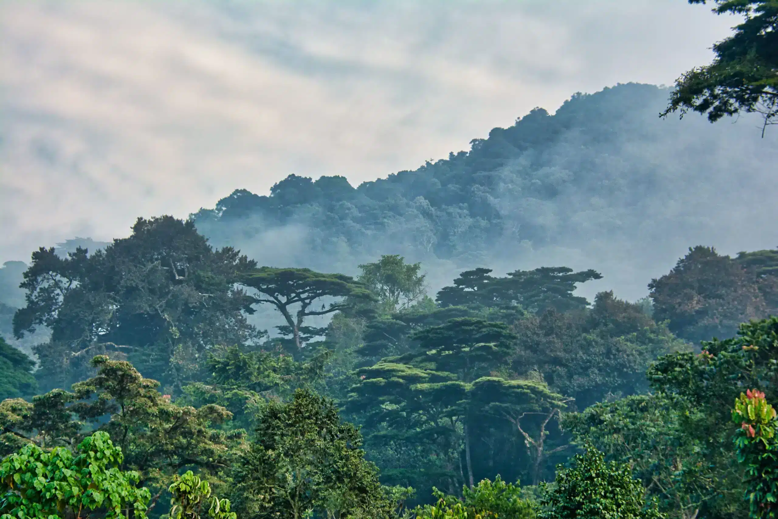 udzungwa national park, udzungwa mountains national park, udzungwa mountains, udzungwa