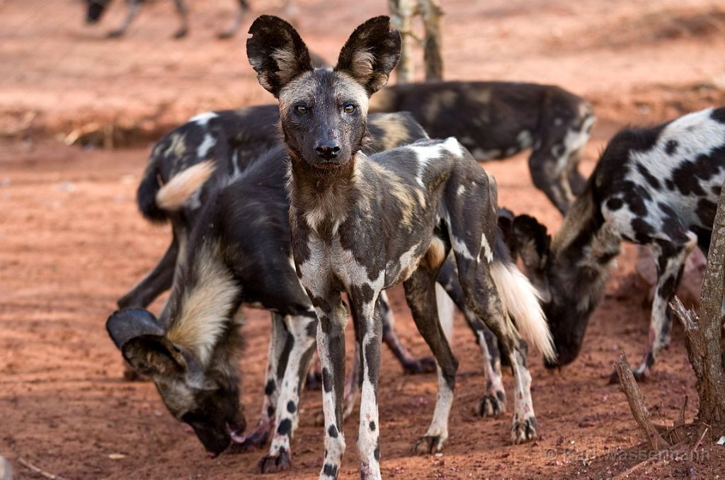 mkomazi national park, mkomazi national park map, mkomazi national park location, mkomazi national park location, mkomazi national park entrance fee, mkomazi national park fees, mkomazi national park lodges, the great migration, the great migration in tanzania, the great migration in kenya, great migration in maasai mara, great migration in serengeti, the great migration tanzania, the great migration kenya