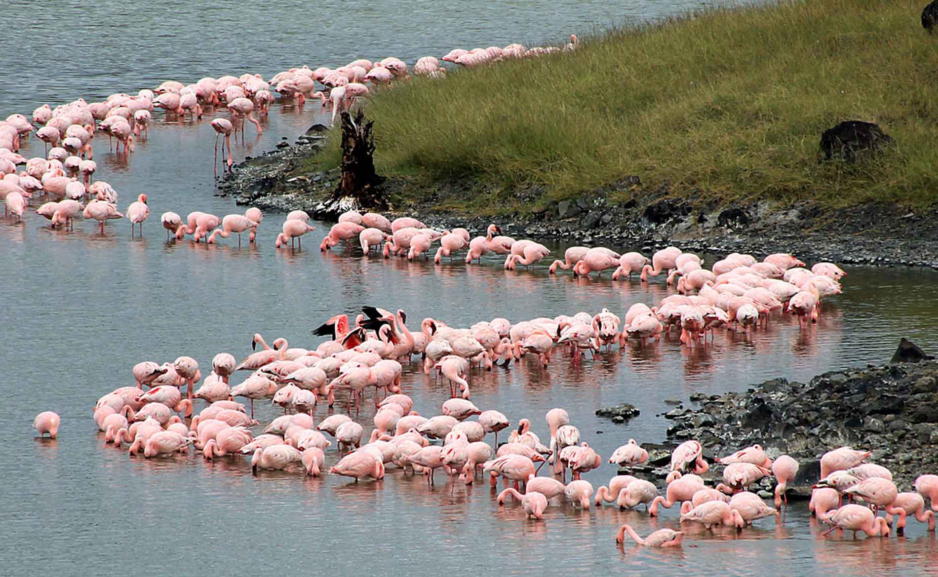 arusha national park, arusha park tanzania, attractions in arusha national park, arusha national park photos, arusha national park reviews, arusha park tours, arusha tour packages, arusha flamingos, accommodations in arusha national parks, animals in arusha national parks, big five in arusha