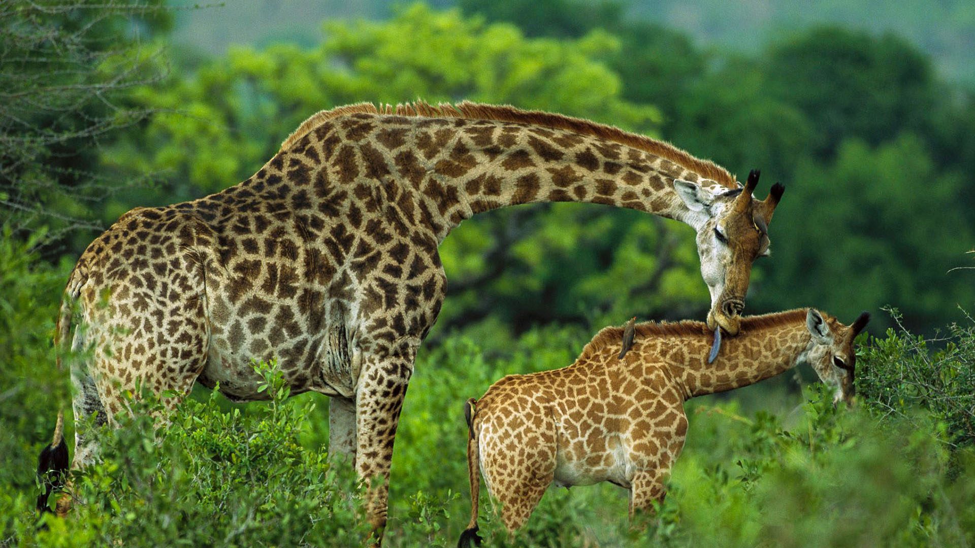 Uganda Safari vs Tanzania Safari 