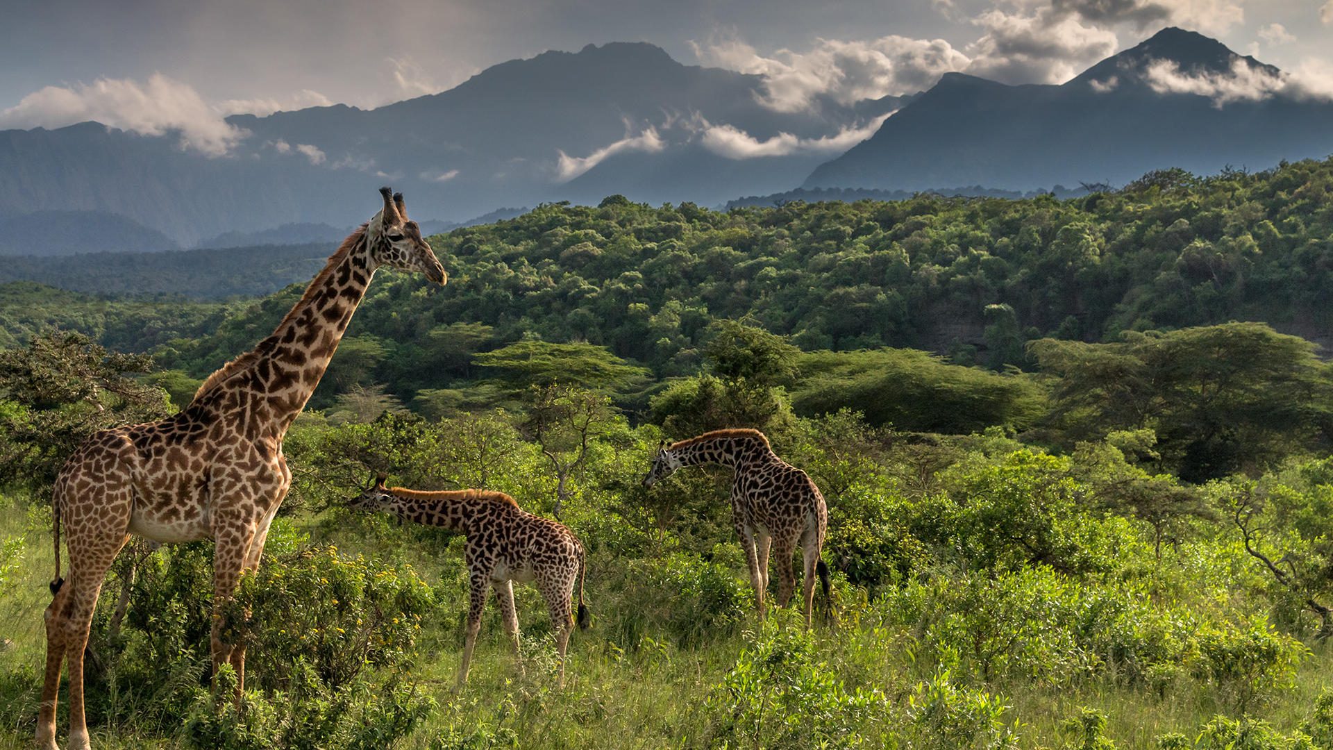 arusha national park, arusha park tanzania, attractions in arusha national park, arusha national park photos, arusha national park reviews, arusha park tours, arusha tour packages, arusha flamingos, accommodations in arusha national parks, animals in arusha national parks, big five in arusha