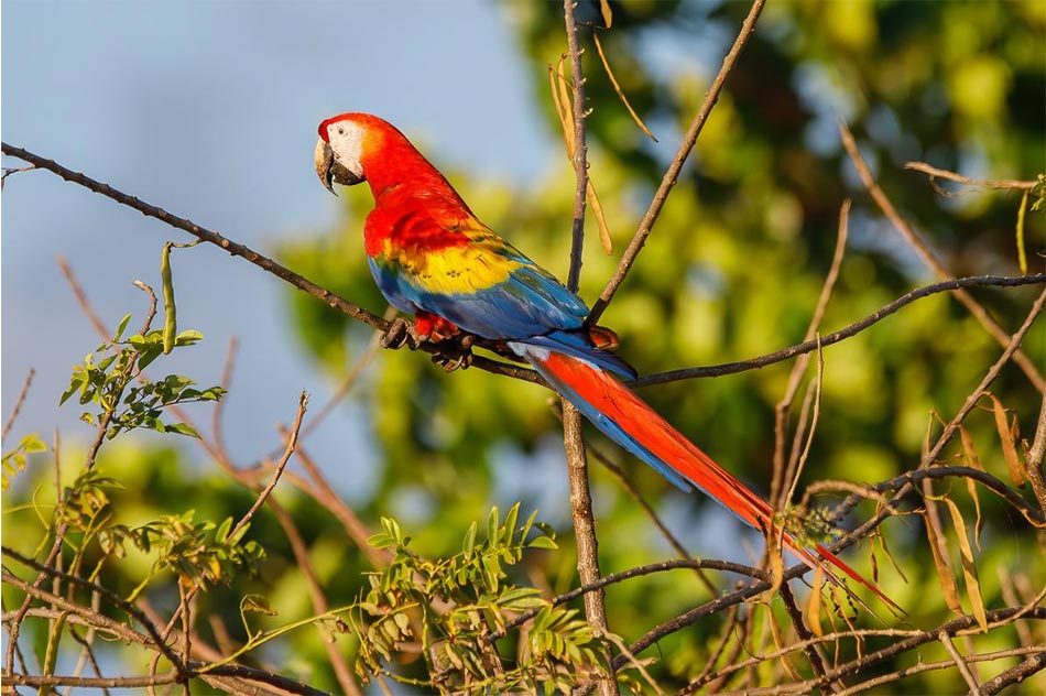 Uganda Birding Safari Guide 