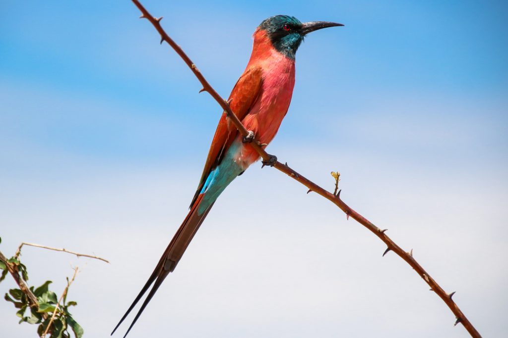 Queen Elizabeth National Park Safari Guide