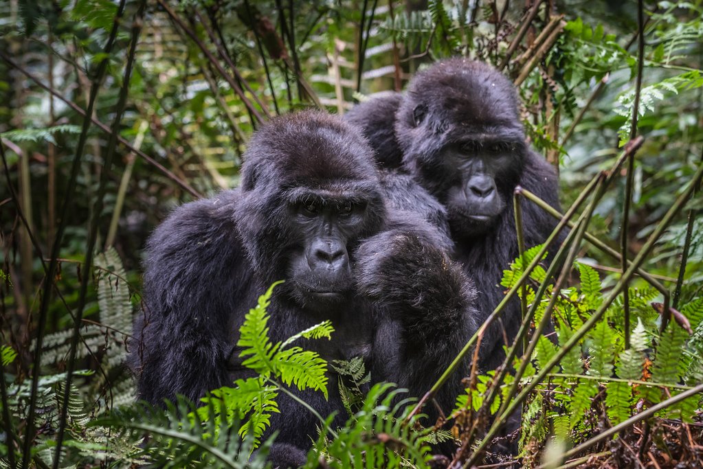 bwindi gorilla