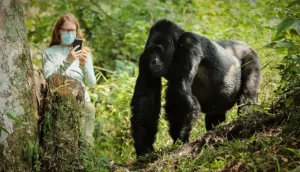 Rwanda & Uganda Gorilla Trekking Combo Safari