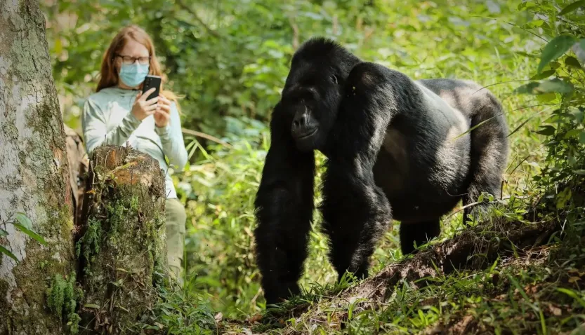 Rwanda Adventure Safaris, Bwindi Impenetrable National Forest, bwindi impenetrable forest, bwindi uganda, bwindi national park, bwindi gorilla national park, bwindi bandas, bwindi park, bwindi forest, bwindi mountain gorillas, gorillas in bwindi, bwindi forest park