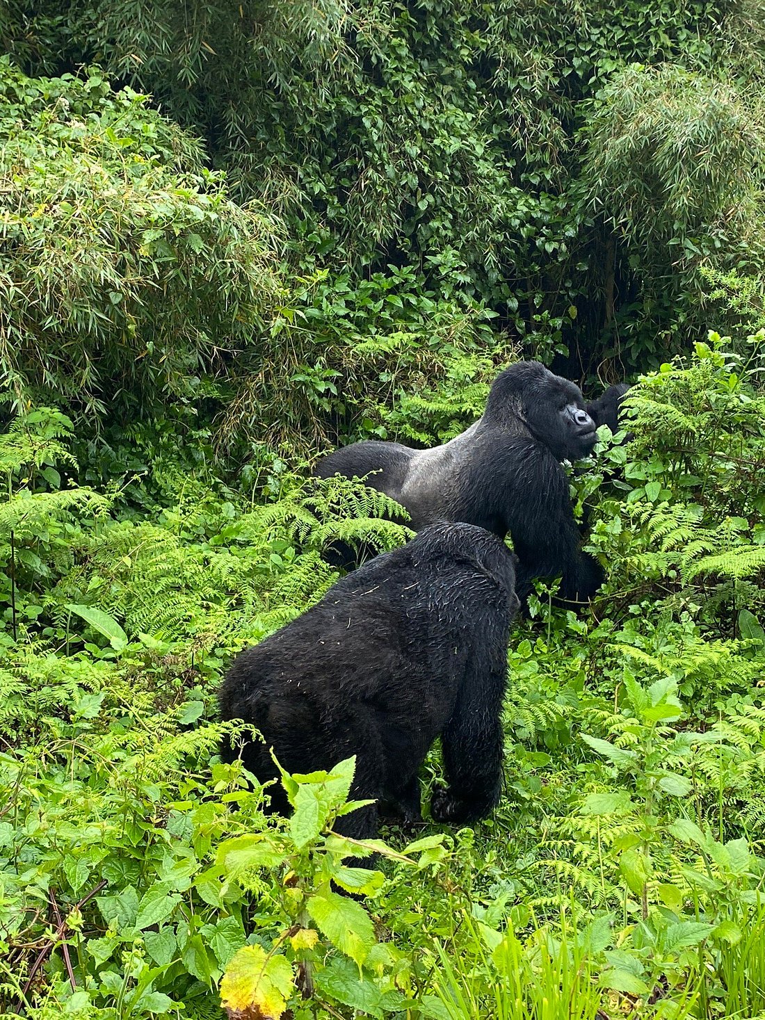 gorilla trekking in rwanda, rwanda gorilla tracking, mountain gorilla trekking in rwanda, gorillas in rwanda, gorillas rwanda safaris, gorilla safari tours, Bwindi Impenetrable National Forest, bwindi impenetrable forest, bwindi uganda, bwindi national park, bwindi gorilla national park, bwindi bandas, bwindi park, bwindi forest, bwindi mountain gorillas, gorillas in bwindi, bwindi forest park