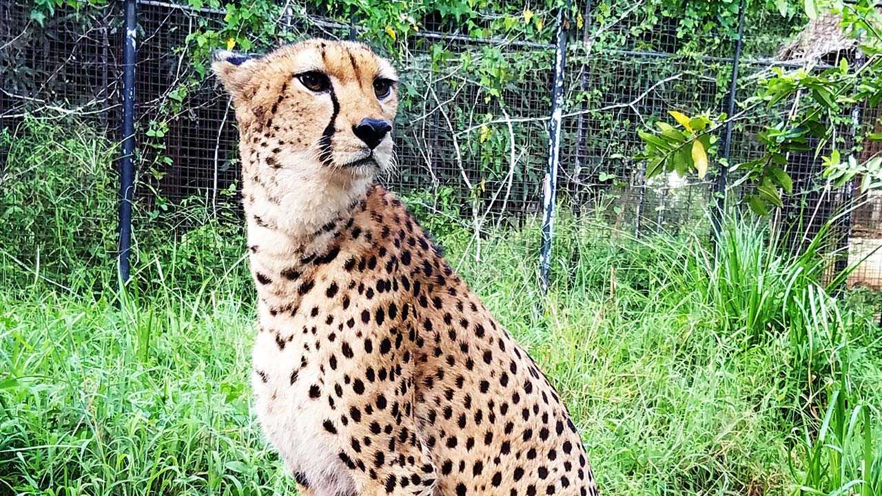 cheetah's rock zanzibar, cheetahs rock, cheetahs rock zanzibar, zanzibar cheetah's rock, cheetahs in tanzania, cheetah's rock tanzania, visit cheetah's rock zanzibar