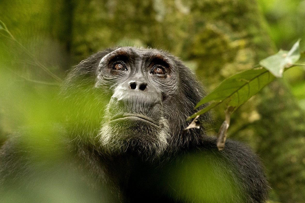 Chimpanzee Experiences in Uganda, chimpanzee tracking in uganda, kibale chimpanzee tracking, kyambura gorge chimpanzee tracking, chimp tracking in uganda, uganza chimps, uganda chimp trekking, uganda chimpanzee tracking, chimpanzees in kibale national park, chimpanzees in kyambura gorge, Kanyanchu Visitor Centre, chimpanzee tracking in kibale national park, chimp tracking in kanyanchu, kanyanchu uganda, chimpanzee visitor centre, kibale chimpanzees