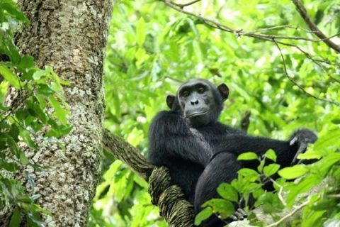 Chimpanzee Experiences in Uganda, chimpanzee tracking in uganda, kibale chimpanzee tracking, kyambura gorge chimpanzee tracking, chimp tracking in uganda, uganza chimps, uganda chimp trekking, uganda chimpanzee tracking, chimpanzees in kibale national park, chimpanzees in kyambura gorge