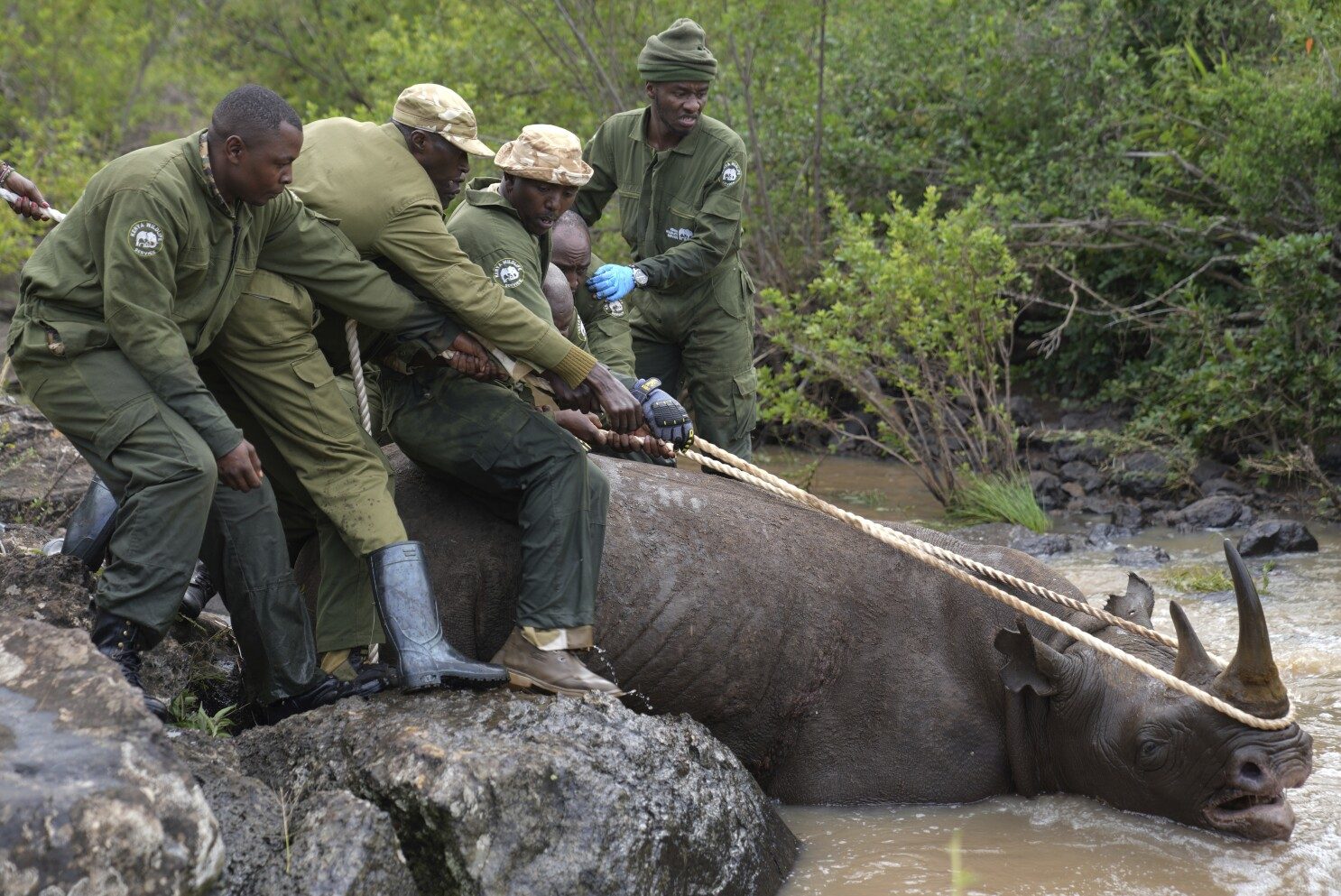 nairobi national park, nairobi activities, visit nairobi national park, nairobi national park accommodations, nairobi national park entrance fee, nairobi national park photos, nairobi national park reviews, nairobi national park price