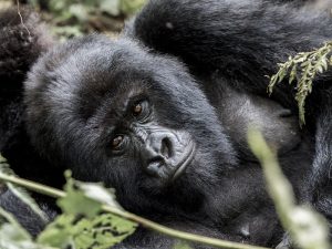 gorilla trekking in rwanda, rwanda gorilla tracking, mountain gorilla trekking in rwanda, gorillas in rwanda, gorillas rwanda safaris, gorilla safari tours, trekking gorillas in rwanda