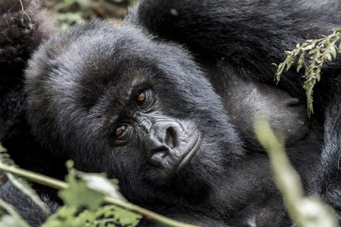 gorilla trekking in rwanda, rwanda gorilla tracking, mountain gorilla trekking in rwanda, gorillas in rwanda, gorillas rwanda safaris, gorilla safari tours, trekking gorillas in rwanda