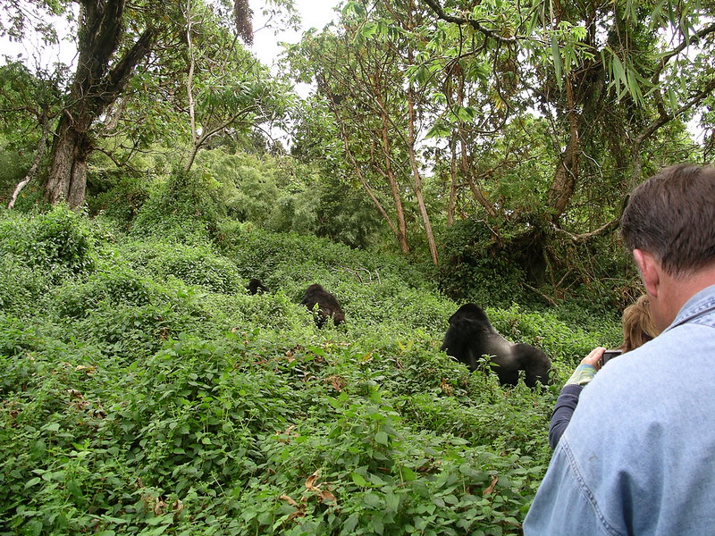 gorilla trekking in rwanda, rwanda gorilla tracking, mountain gorilla trekking in rwanda, gorillas in rwanda, gorillas rwanda safaris, gorilla safari tours