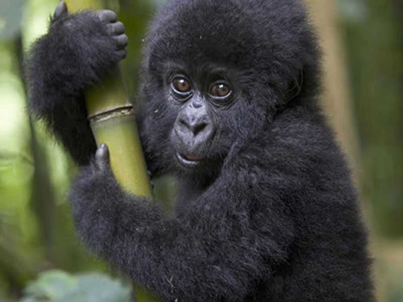 gorilla trekking in rwanda, rwanda gorilla tracking, mountain gorilla trekking in rwanda, gorillas in rwanda, gorillas rwanda safaris, gorilla safari tours