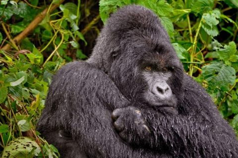 Bwindi Impenetrable National Forest, bwindi impenetrable forest, bwindi uganda, bwindi national park, bwindi gorilla national park, bwindi bandas, bwindi park, bwindi forest, bwindi mountain gorillas, gorillas in bwindi, bwindi forest park, mgahinga gorilla national park, mgahinga gorilla trekking, mgahinga national park, mgahinga gorilla trekking, uganda gorilla trekking tour, mgahinga gorillas, gorilla treking in mgahinga gorilla national park, accommodations in mgahinga gorilla national park, activities in mgahinga gorilla national park, Gorilla Trekking Tours in Uganda, Mountain Gorilla Trekking, gorilla trekking tours, gorilla tour in uganda, gorillas in uganda, gorilla trekking in mgahinga, gorilla trekking in bwindi