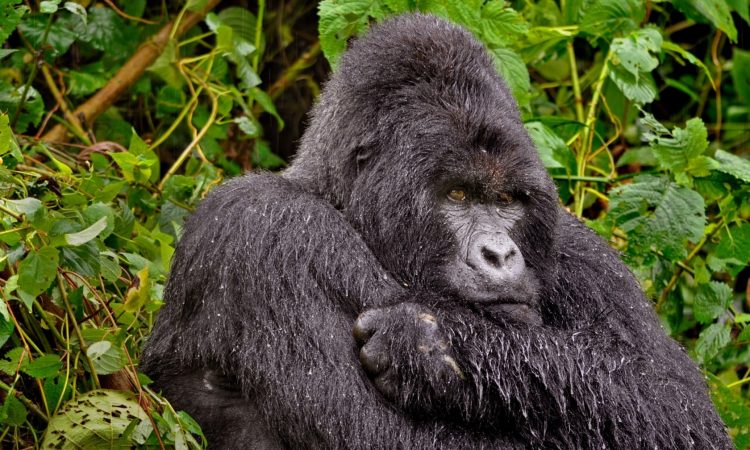 Bwindi Impenetrable National Forest, bwindi impenetrable forest, bwindi uganda, bwindi national park, bwindi gorilla national park, bwindi bandas, bwindi park, bwindi forest, bwindi mountain gorillas, gorillas in bwindi, bwindi forest park, mgahinga gorilla national park, mgahinga gorilla trekking, mgahinga national park, mgahinga gorilla trekking, uganda gorilla trekking tour, mgahinga gorillas, gorilla treking in mgahinga gorilla national park, accommodations in mgahinga gorilla national park, activities in mgahinga gorilla national park, Gorilla Trekking Tours in Uganda, Mountain Gorilla Trekking, gorilla trekking tours, gorilla tour in uganda, gorillas in uganda, gorilla trekking in mgahinga, gorilla trekking in bwindi