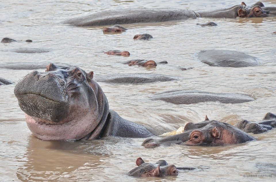 Serengeti National Park, serengeti hippo pool, hippo pool in serengeti