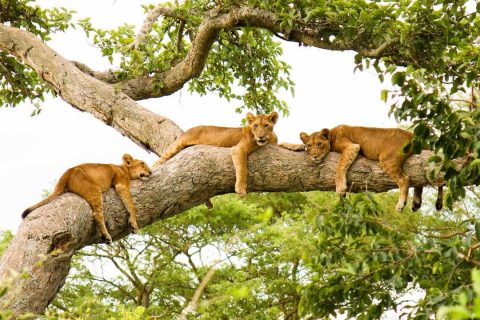 ishasha sector, tree climbing lions, ishasha tree climbing lions, tree-climbing lions, home to tree-climbing lions, accommodations near Ishasha Sector, ishasha sector accommodations, accommodations price ishasha sector