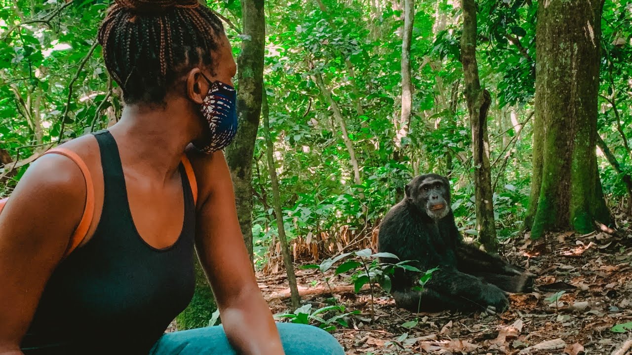 Kanyanchu Visitor Centre, chimpanzee tracking in kibale national park, chimp tracking in kanyanchu, kanyanchu uganda, chimpanzee visitor centre, kibale chimpanzees