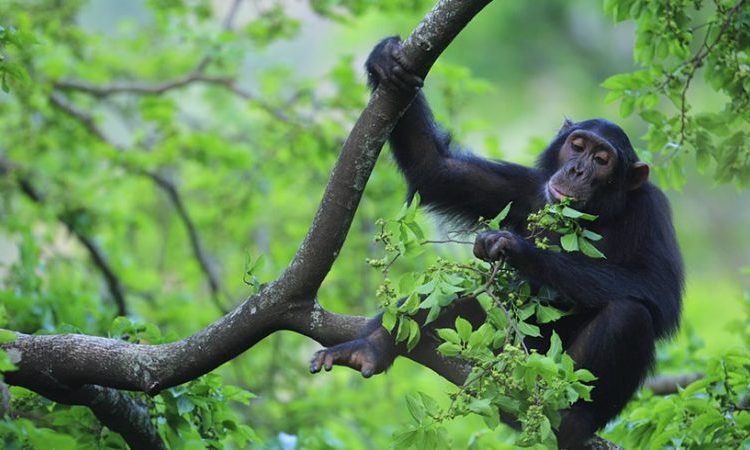 kyambura gorge, tracking chimpanzee in kyambura gorge, chimpanzees in kyambura gorge, kyambura gorge in uganda, chimp tracking in kyambura gorge, kyambura gorge price, accommodations near kyambura gorge, cyambura gorge, kyambura gorge tour, safari in kyambura gorge