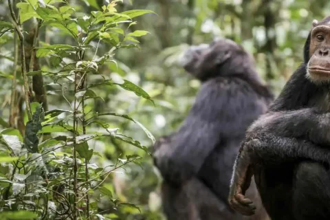 Chimpanzee Experiences in Uganda, chimpanzee tracking in uganda, kibale chimpanzee tracking, kyambura gorge chimpanzee tracking, chimp tracking in uganda, uganza chimps, uganda chimp trekking, uganda chimpanzee tracking, chimpanzees in kibale national park, chimpanzees in kyambura gorge