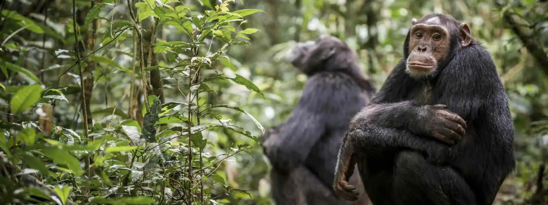 Chimpanzee Experiences in Uganda