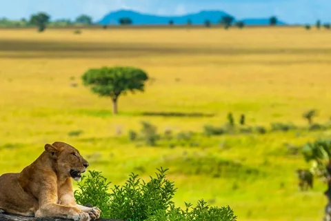 Kidepo Valley National Park