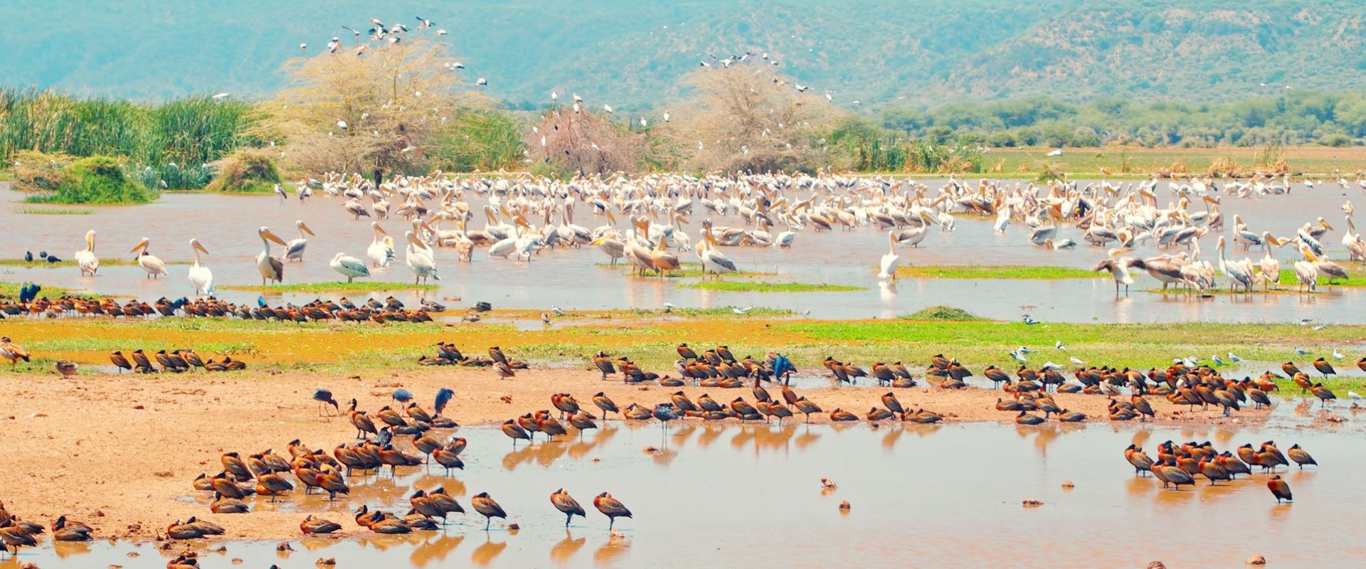 lake manyara, lake manyara national park, lake manyara national park photos, lake manyara reviews, lake manyara tour packages, lake manyara national park animals, lake manayara safaris,