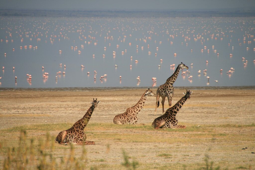 lake manyara, lake manyara national park, lake manyara national park photos, lake manyara reviews, lake manyara tour packages, lake manyara national park animals, lake manayara safaris,