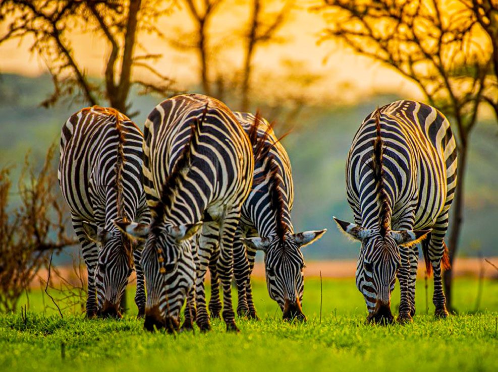 Lake Mburo National Park, lake mburo uganda, lake mburo