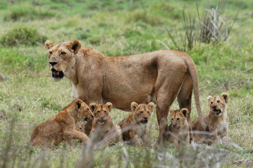 mikumi national park, mikumi park in tanzania, tanzania mikumi national park, mikumi national park price, mikumi national park accommodations, mikumi national park reviews, mikumi animals