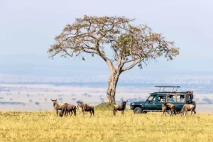 Kenya Safari Cost Breakdown