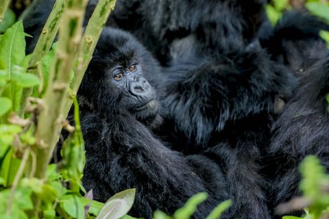 mgahinga gorilla national park, mgahinga gorilla trekking, mgahinga national park, mgahinga gorilla trekking, uganda gorilla trekking tour, mgahinga gorillas, gorilla treking in mgahinga gorilla national park, accommodations in mgahinga gorilla national park, activities in mgahinga gorilla national park, Gorilla Trekking Tours in Uganda, Mountain Gorilla Trekking, gorilla trekking tours, gorilla tour in uganda, gorillas in uganda, gorilla trekking in mgahinga, gorilla trekking in bwindi