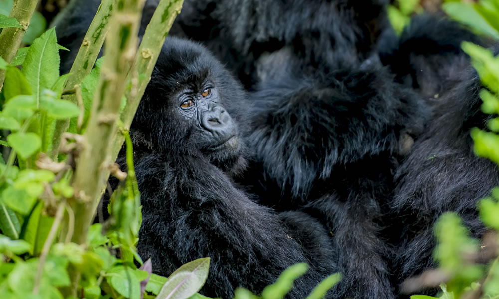 mgahinga gorilla national park, mgahinga gorilla trekking, mgahinga national park, mgahinga gorilla trekking, uganda gorilla trekking tour, mgahinga gorillas, gorilla treking in mgahinga gorilla national park, accommodations in mgahinga gorilla national park, activities in mgahinga gorilla national park, Gorilla Trekking Tours in Uganda, Mountain Gorilla Trekking, gorilla trekking tours, gorilla tour in uganda, gorillas in uganda, gorilla trekking in mgahinga, gorilla trekking in bwindi