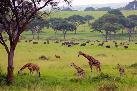 murchison falls national park, national park in uganda, uganda national parks, game drives in murchison national park, birdwatching in murchison national park, boat rides in murchison, boat safari in murchison national park, safari trip to murchison falls national park