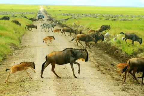 Serengeti National Park