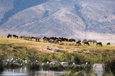 ngorongoro national park, ngorongoro conservation area, ngorongoro crater